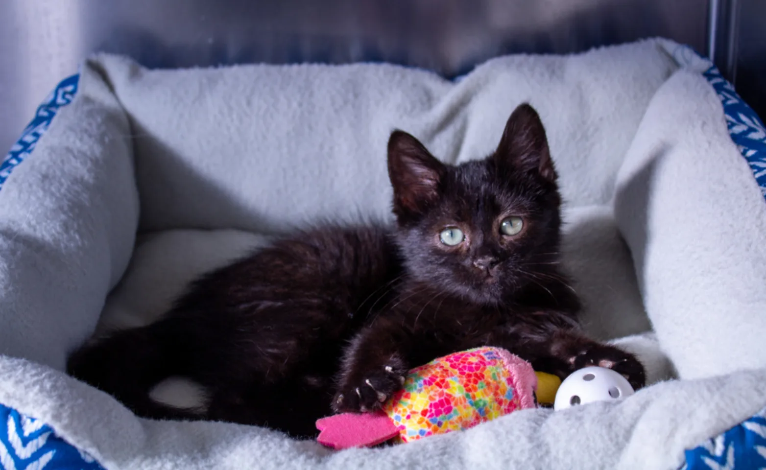 Black kitten in blue cat bed with cat toys